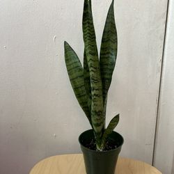 Snake Plant 