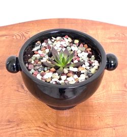 Succulent For Sale Potted In Ceramic planter 🪴