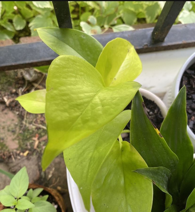 Lush Air-purifying Plants, Several Types, In Decorative Ceramic Pots