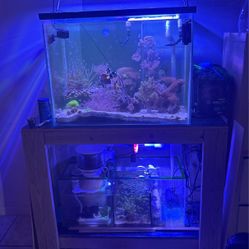 Saltwater Fish Tank  (Must Be Able To Pick It Up)