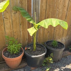 Banana Tree