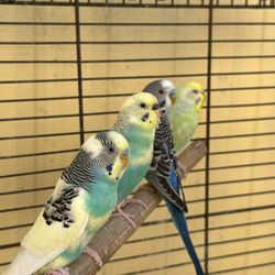 Jaulas Para Pájaros 