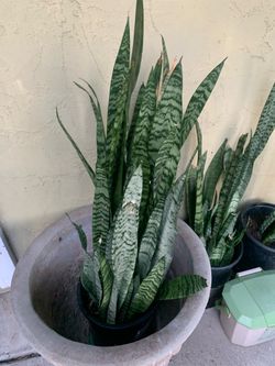 Very healthy snake plants for sale $50 each