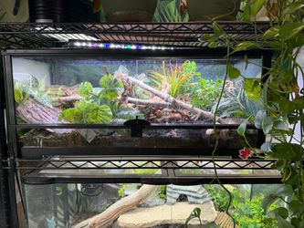 Reptile enclosure