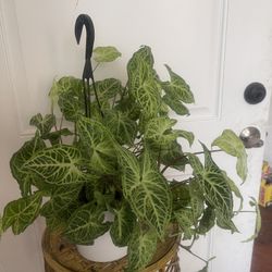 Plant For Room In Ceramic Pot