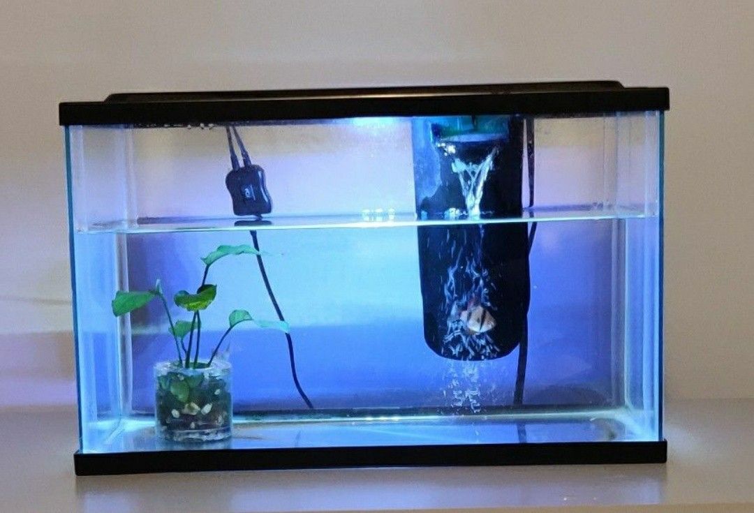 Fish Tank