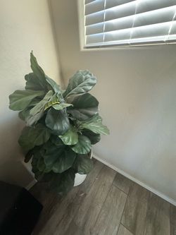 Fiddle Leaf Fig Plant in White Pot