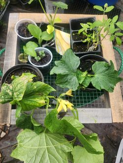 Heirloom Veggie Garden Starter Bundles 