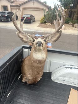 Mule deer taxidermy mount