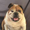 Gus