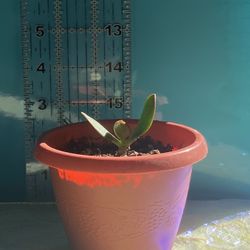 Succulent
