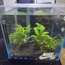 8gal Aquarium 