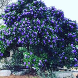 laurel mountain tree 2 ft tall 1,1/2gallon 