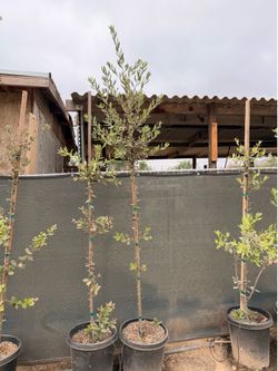 Live ok trees 15 gallons
