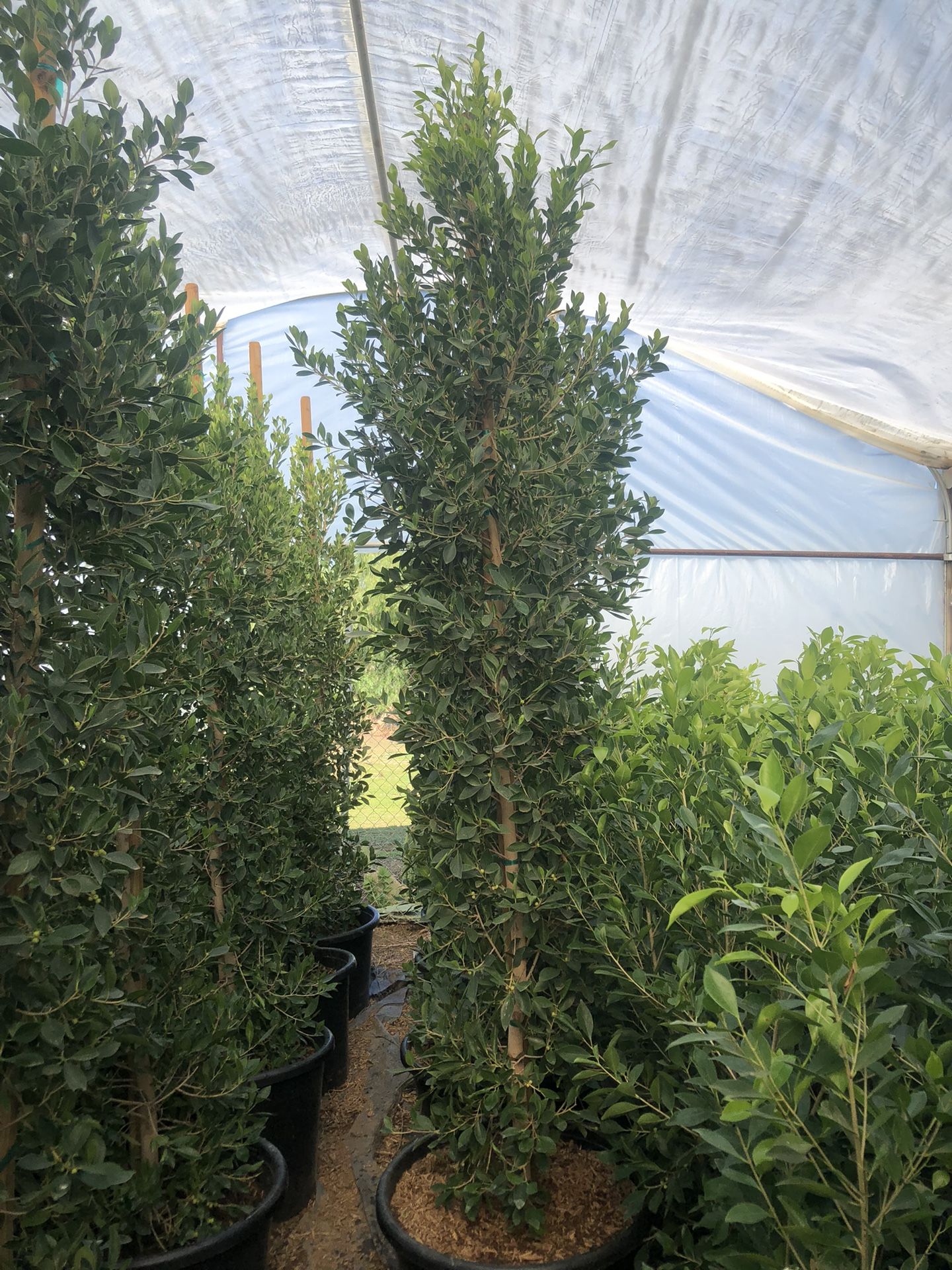 9FT Ficus Laurel 25 Gallons