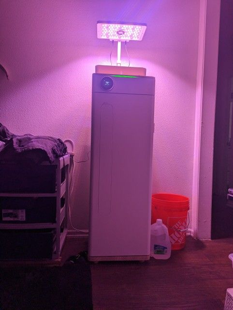 Hey Abby OG Grow Box
