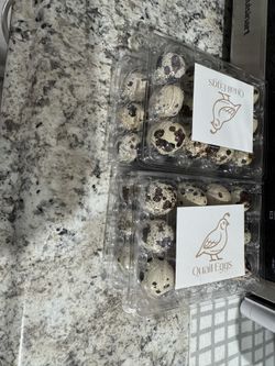 Fresh Hatching Quail Eggs
