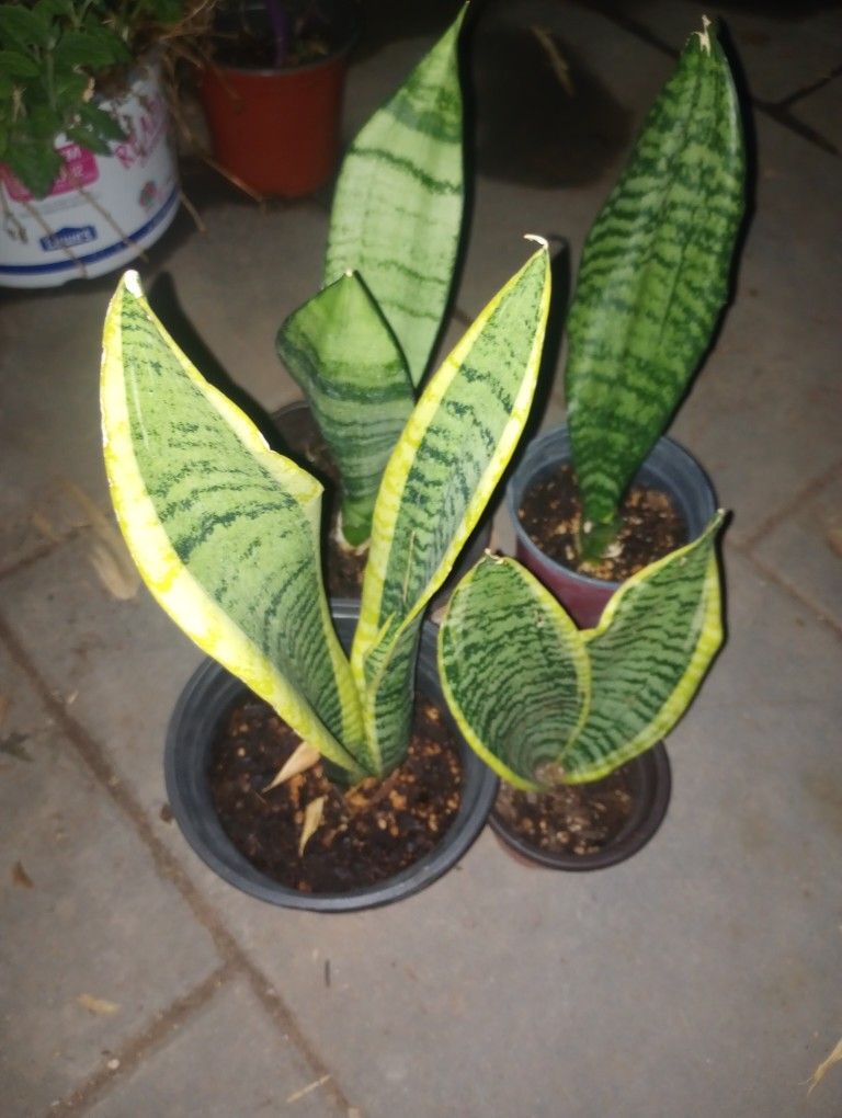 MULTI VERITY SNAKE PLANTS !!