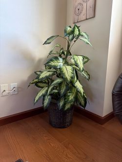 Beautiful Faux Dieffenbachia Floor Plant with Woven Basket