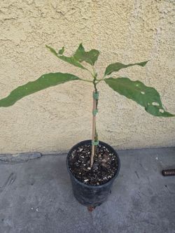 Aguacate ya injertado grafted Abocado