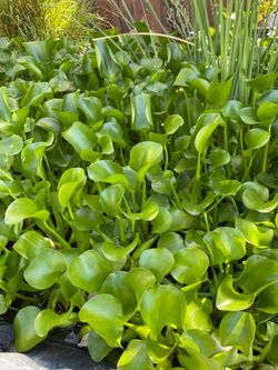 Pond plants 🌱