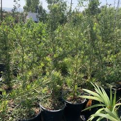 Podocarpus Yew Pine Tree 5gal
