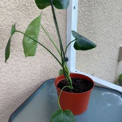Plant Sale- $5 Each (located In Wimauma)