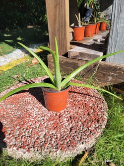 $3 áloe plant 