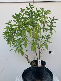 #1- Thai Basil plants 九層塔
