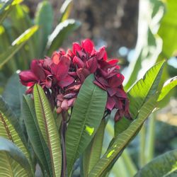 Blood Red Plumeria and other colors