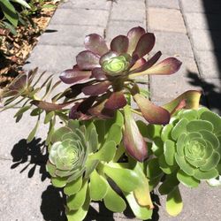 Succulents Black Rose