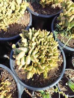 Miniature Cinnamon Prickly Pear