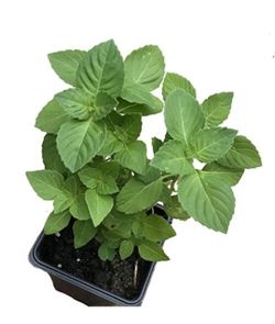 holy tulsi basil plant 1 count in 4-5 plastic pot
Condition live healthy plant
organically grown
no returns or refunds or replacement 
feel free to as