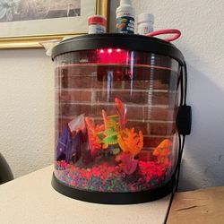 Fish Tank And Female Beta Fish