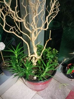 Mixed Indoor Potted Plant Arrangement climbing aloe and jade/ money plant ? Very large ..