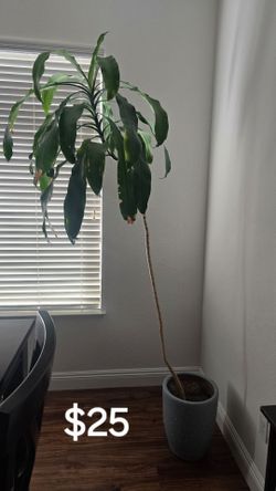 Various House Plants