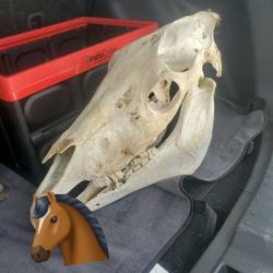 Real Horse Skull 