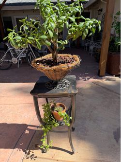 Plant Stand & Potted plants