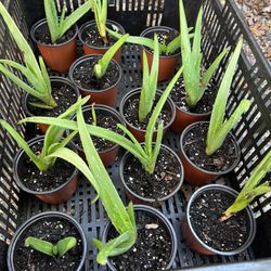 Aloe Vera Plants