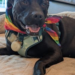 GARAGE SALE - July 5 + 6 | 8am - 2pm (Doggy Not For Sale)