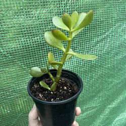 Jade Plant - 4” 