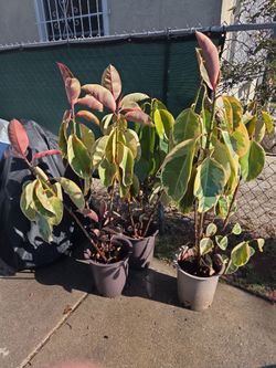 4Ft fiscus rubber trees