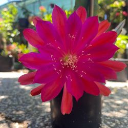 Fusia Epiphyllum Orchid Cactus  XL Flowers