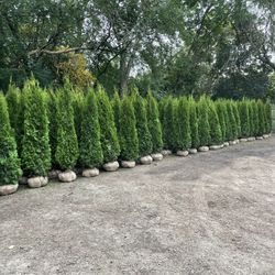 Privacy Tree Sale FREE DELIVERY! Emerald Green & Green Giants 