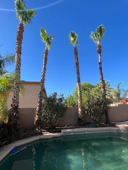 Palm tree trimming