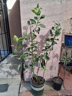 4FT MEYER  LEMON TREE