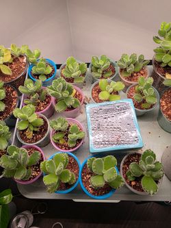Bear Paw (Babies and adults)