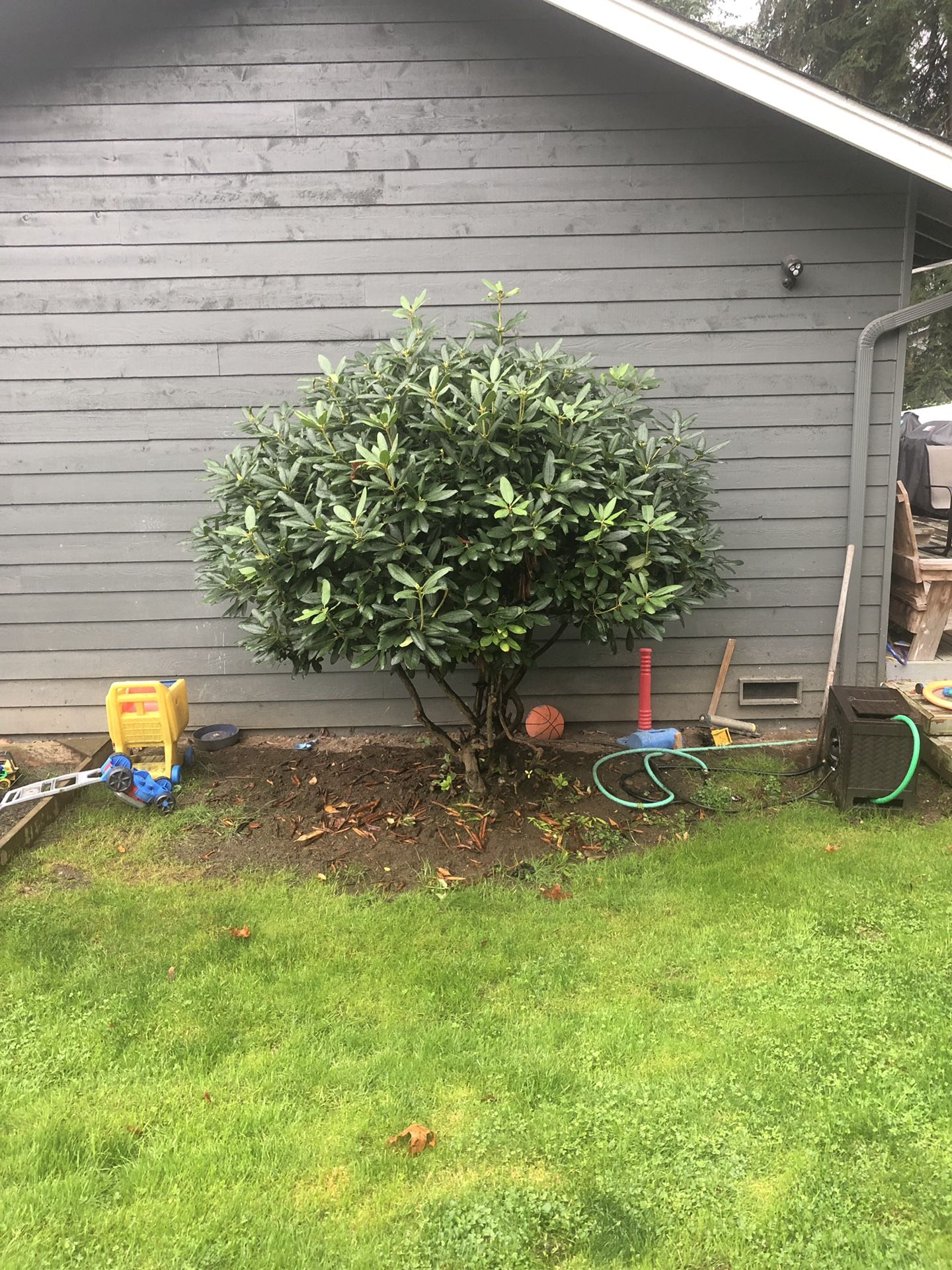 Free Rhododendron tree