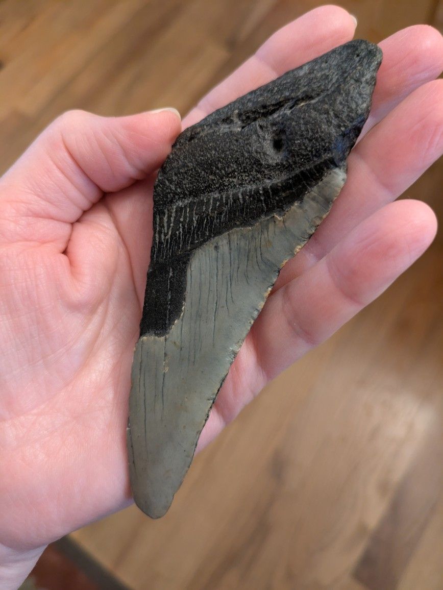 Megalodon Shark Tooth 5"
