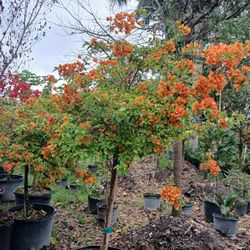 Gorgeous Bougainvillea Trees 25gl $250